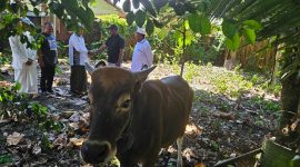 Wakil Ketua II DPRK Nabire, Joni Nehemia Pakage, menyerahkan hewan kurban kepada pengurus Masjid Nurul Bahri Smoker, Nabire, Jumat (6/6/2025).