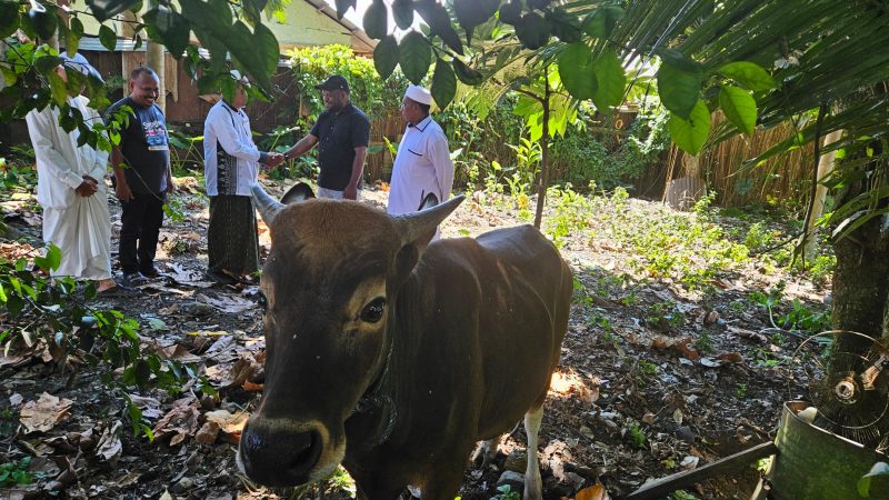 Wakil Ketua II DPRK Nabire, Joni Nehemia Pakage, menyerahkan hewan kurban kepada pengurus Masjid Nurul Bahri Smoker, Nabire, Jumat (6/6/2025).