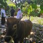 Wakil Ketua II DPRK Nabire, Joni Nehemia Pakage, menyerahkan hewan kurban kepada pengurus Masjid Nurul Bahri Smoker, Nabire, Jumat (6/6/2025).