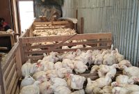 Marko Yawalka di depan Kios Biru, lokasi penjualan ayam potong murah di samping Bank Papua.