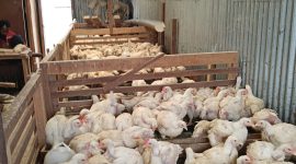 Marko Yawalka di depan Kios Biru, lokasi penjualan ayam potong murah di samping Bank Papua.