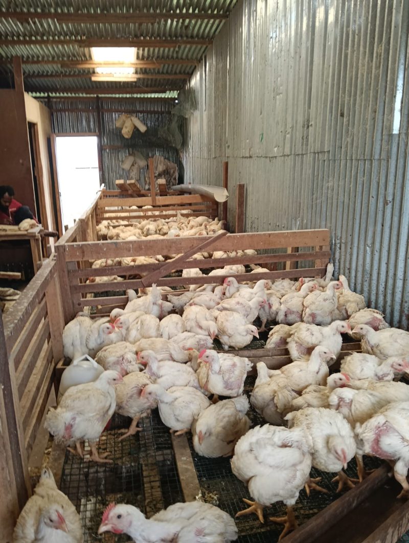 Marko Yawalka di depan Kios Biru, lokasi penjualan ayam potong murah di samping Bank Papua.