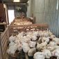 Marko Yawalka di depan Kios Biru, lokasi penjualan ayam potong murah di samping Bank Papua.