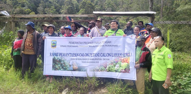 Tim DPPKP Papua Tengah bersama Dinas Pertanian Deiyai meninjau kebun kopi dan nanas sebagai bagian dari program bantuan bibit.