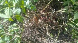 Lokasi Pantai PLN Kalibobo, tempat ditemukannya jasad Ester Tebai pada Jumat, 2 Agustus 2025. Kasus ini mengguncang warga Nabire dan memicu desakan ke pemerintah untuk bertindak.