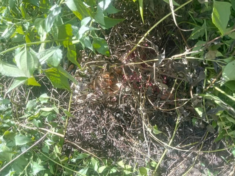 Lokasi Pantai PLN Kalibobo, tempat ditemukannya jasad Ester Tebai pada Jumat, 2 Agustus 2025. Kasus ini mengguncang warga Nabire dan memicu desakan ke pemerintah untuk bertindak.