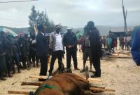 Kepala Dinas Pemberdayaan Perempuan, Perlindungan Anak, dan Keluarga Berencana (DP3KB), Bapak Robi Bobii, S.IP., menyerahkan secara simbolis bantuan satu ekor sapi dari Bupati Deiyai untuk peresmian Gereja Kingmi Jemaat Kalfari Bomou II di Bomou, Deiyai.