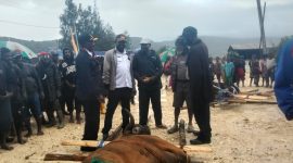 Kepala Dinas Pemberdayaan Perempuan, Perlindungan Anak, dan Keluarga Berencana (DP3KB), Bapak Robi Bobii, S.IP., menyerahkan secara simbolis bantuan satu ekor sapi dari Bupati Deiyai untuk peresmian Gereja Kingmi Jemaat Kalfari Bomou II di Bomou, Deiyai.