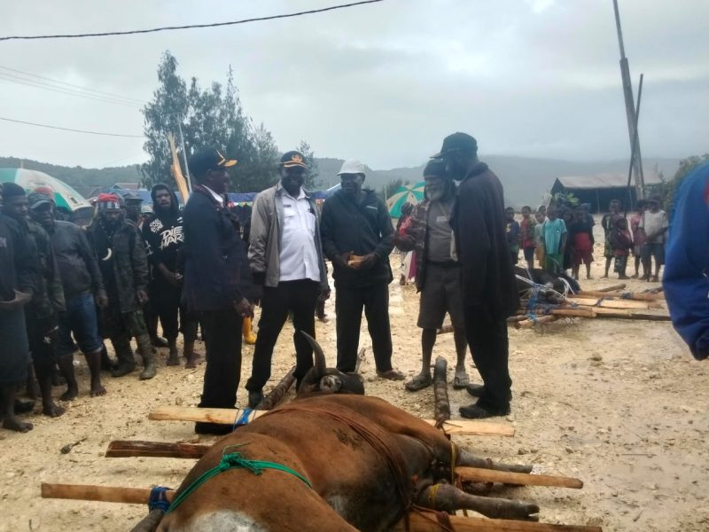 Kepala Dinas Pemberdayaan Perempuan, Perlindungan Anak, dan Keluarga Berencana (DP3KB), Bapak Robi Bobii, S.IP., menyerahkan secara simbolis bantuan satu ekor sapi dari Bupati Deiyai untuk peresmian Gereja Kingmi Jemaat Kalfari Bomou II di Bomou, Deiyai.
