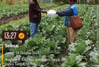 Kepala Bidang Pertanian dan Holtikultura, Ibu Yakomina Pigome, secara simbolis menyerahkan bantuan bibit sayuran dari Kementerian Pertanian kepada perwakilan kelompok tani penerima manfaat di Kabupaten Deiyai (24/10).