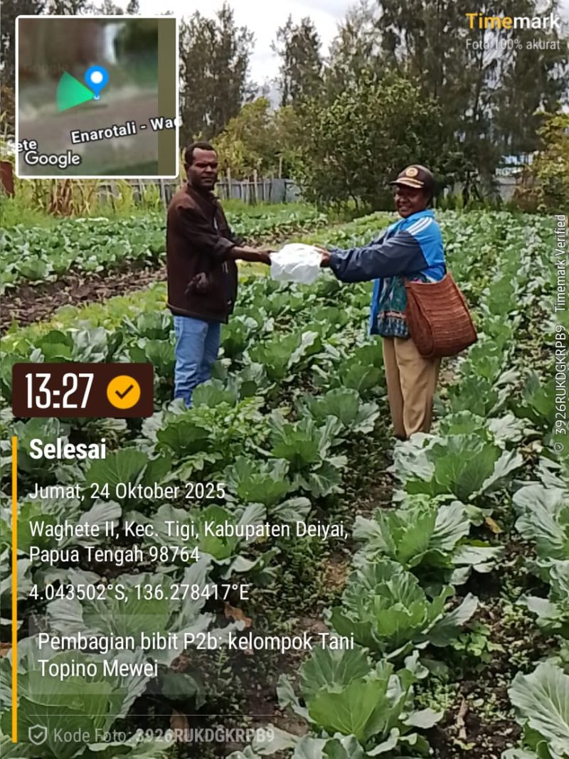 Kepala Bidang Pertanian dan Holtikultura, Ibu Yakomina Pigome, secara simbolis menyerahkan bantuan bibit sayuran dari Kementerian Pertanian kepada perwakilan kelompok tani penerima manfaat di Kabupaten Deiyai (24/10).