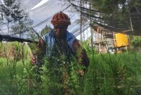 Yesaya Giyai Pembibitan tanaman (pengkokeran) saat menyiram bibit pohon cemara. 