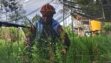 Yesaya Giyai Pembibitan tanaman (pengkokeran) saat menyiram bibit pohon cemara. 