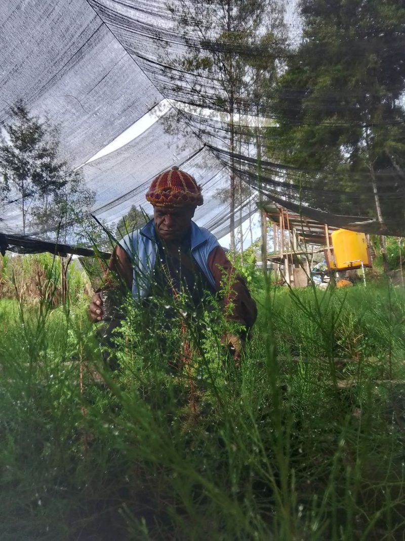 Yesaya Giyai Pembibitan tanaman (pengkokeran) saat menyiram bibit pohon cemara. 