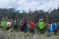 Sekda Deiyai Ambros Eria (tengah) menerima secara simbolis bibit nanas dan ubi jalar dari Dinas Pertanian Papua Tengah, Aleks Pigai, M.Pd., di Deiyai, Jumat (21/11/2025).