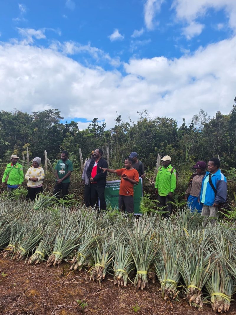 Sekda Deiyai Ambros Eria (tengah) menerima secara simbolis bibit nanas dan ubi jalar dari Dinas Pertanian Papua Tengah, Aleks Pigai, M.Pd., di Deiyai, Jumat (21/11/2025).