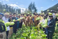 Bupati, Wakil Bupati, dan Bapak Kadis Pertanian Aleks Pigai, M.Pd., kompak mendampingi Panen Raya Sayur Kol Kelompok 