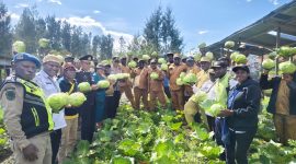 Bupati, Wakil Bupati, dan Bapak Kadis Pertanian Aleks Pigai, M.Pd., kompak mendampingi Panen Raya Sayur Kol Kelompok 