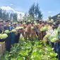 Bupati, Wakil Bupati, dan Bapak Kadis Pertanian Aleks Pigai, M.Pd., kompak mendampingi Panen Raya Sayur Kol Kelompok 
