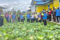Sinergi jajaran Dinas Pertanian Kabupaten Deiyai saat melakukan panen sayur kol di kebun percontohan, Kamis (12/2).