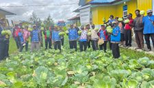 Sinergi jajaran Dinas Pertanian Kabupaten Deiyai saat melakukan panen sayur kol di kebun percontohan, Kamis (12/2).