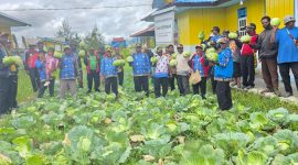 Sinergi jajaran Dinas Pertanian Kabupaten Deiyai saat melakukan panen sayur kol di kebun percontohan, Kamis (12/2).
