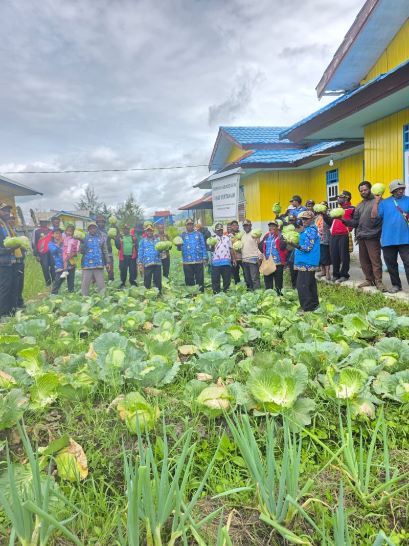 Sinergi jajaran Dinas Pertanian Kabupaten Deiyai saat melakukan panen sayur kol di kebun percontohan, Kamis (12/2).