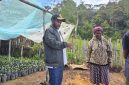 Kepala Dinas Pertanian Deiyai, Aleks Pigai, saat mengunjungi Mama Pekei di lokasi pengkokeran bibit kopi di Mugouda, Rabu (22/4/2026).