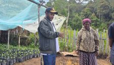 Kepala Dinas Pertanian Deiyai, Aleks Pigai, saat mengunjungi Mama Pekei di lokasi pengkokeran bibit kopi di Mugouda, Rabu (22/4/2026).