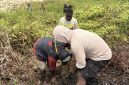 Anggota KOMANDAN Deiyai melakukan penanaman 15 bibit pohon cemara di pinggiran Kali Oneibo, Kabupaten Deiyai, Papua Tengah, Sabtu (10/10/2026).