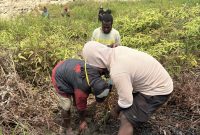 Anggota KOMANDAN Deiyai melakukan penanaman 15 bibit pohon cemara di pinggiran Kali Oneibo, Kabupaten Deiyai, Papua Tengah, Sabtu (10/10/2026).