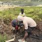 Anggota KOMANDAN Deiyai melakukan penanaman 15 bibit pohon cemara di pinggiran Kali Oneibo, Kabupaten Deiyai, Papua Tengah, Sabtu (10/10/2026).